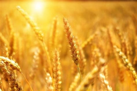 Проросшей пшеницы для потенции